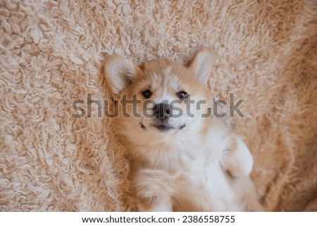 Cute welsh corgi puppy lying on its back top view of the house on the couch Royalty-Free Stock Photo #2386558755