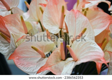 Anthurium andraeanum is a flowering plant species in the family Araceae that is native to Colombia and Ecuador. It is a winner of the Royal Horticultural Society's Award of Garden Merit.