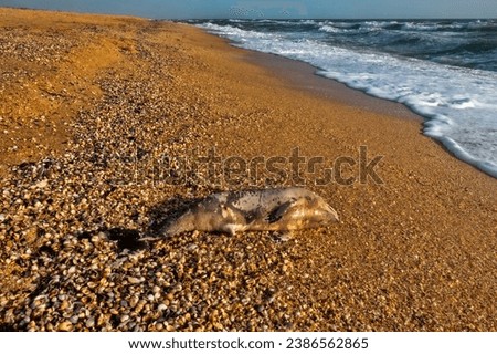 A young porpoise dolphin (Phocaena phocaena) died during a storm (or for other reasons) and was washed ashore by the waves. Azov Sea. Arabatskaya strelka, Crimea Royalty-Free Stock Photo #2386562865