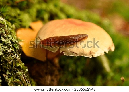 Slug on mushroom in the Perseigne forest, in Sarthe department, environment favorable to the two species. Autumn 2023, November 3. France (Europe). Royalty-Free Stock Photo #2386562949