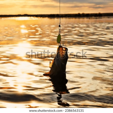 Fishing at sunset. Catching predatory fish on spinning. Sunset colors on the water surface, sunny path from the low sun. Perch caught on yellow spoonbait Royalty-Free Stock Photo #2386563131
