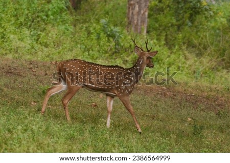 Indian spotted dear in bandipur area 