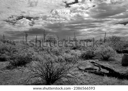 Infrared black and white image Sonora desert in central Arizona USA