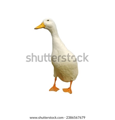 Walking duck, duck, animal named duck