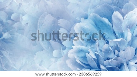 Floral  blue  background.  Peony  and petals flowers. Close-up.   Nature.