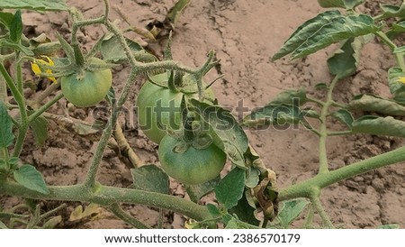 Tomato field. Cultivation of tomato in an open ground in the field.