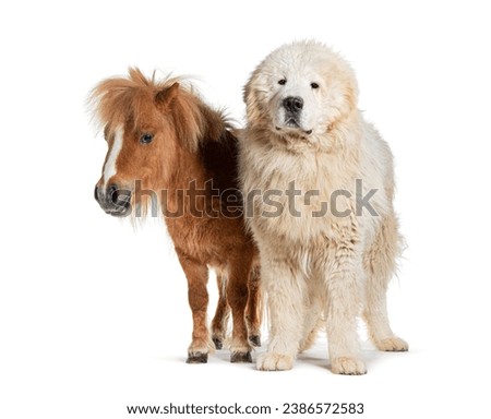 Maremma Sheepdog and Falabella Miniature Horse side by side, isolated in white Royalty-Free Stock Photo #2386572583