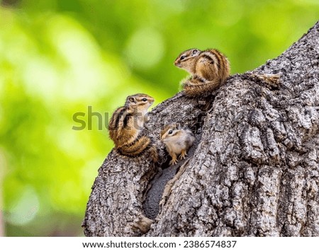 Two young squirrels are sitting on the trunk with one sticking his head out of the nest at Hwangseong Park of Hwangseong-dong near Gyeongju-si, South Korea
