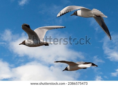 Black-headed Gulls in flight under a blue sky Royalty-Free Stock Photo #2386575473