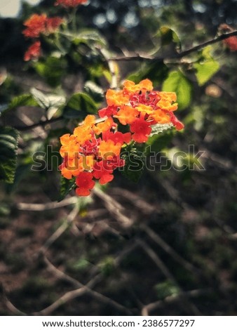 Lantana yellow dark red , posionous beauty . This plant is toxic to cattels and other animals but it is very beautiful 