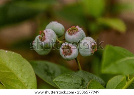 Unripe fruits of northern highbush blueberry (Vaccinium corymbosum) Royalty-Free Stock Photo #2386577949