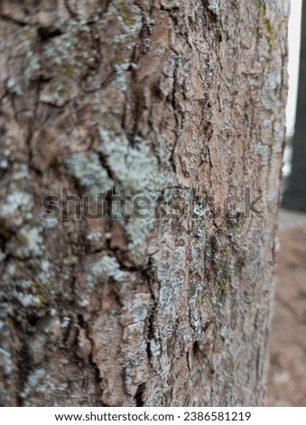 Bark of a teak tree close up