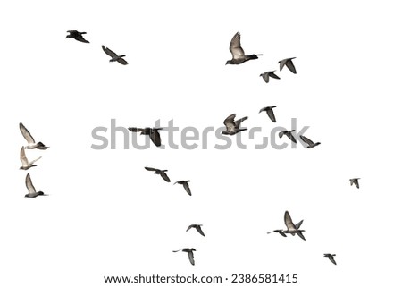 Flock of birds flying on white background