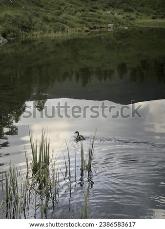 duckling in the lake in the wild