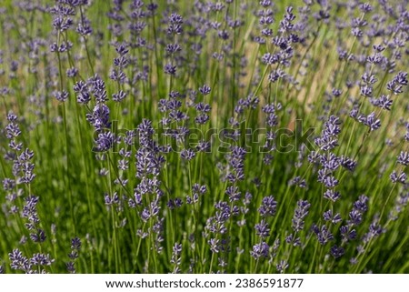 Natural background from branches of blooming lavender.