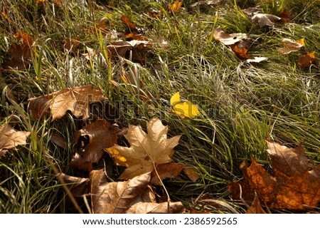 autumn yellow and brown maple leaves close up on the grass nature background
