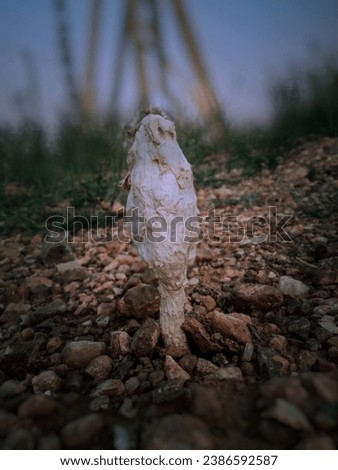 poisonous mushroom pictures and stock photo