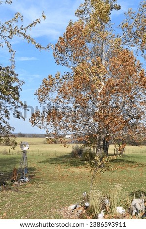 Sycamore tree with brown leaves in a yard