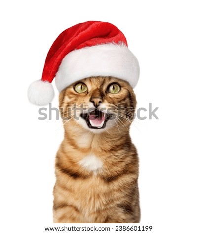 A joyful cat in a Santa hat smiles. Christmas cat isolated on white background.