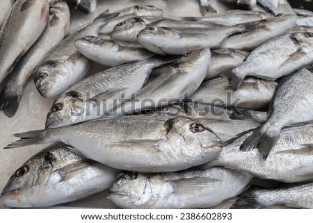 Sparus aurata at the fish market in Split, Croatia