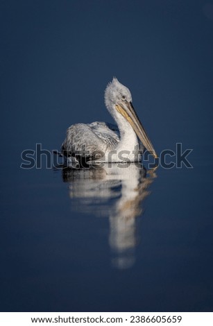 Dalmatian pelican swims across flat blue lake Royalty-Free Stock Photo #2386605659