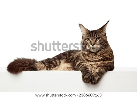 Gorgeous, cat lie down in aristocratic, elegant pose looking in camera isolated white studio background. Concept of animals, domestic life, pet lovers, vet, canine food. Copy space for ad, text.
