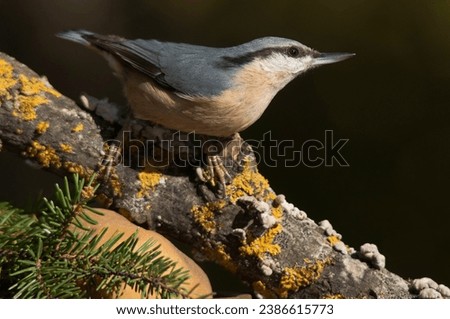 The extraordinary Eurasian nuthatch, Sitta europaea, perching on a branch of an old pear tree covered with lichens on a beautiful spring day in search of food . Extraordinary birds of Europe. 