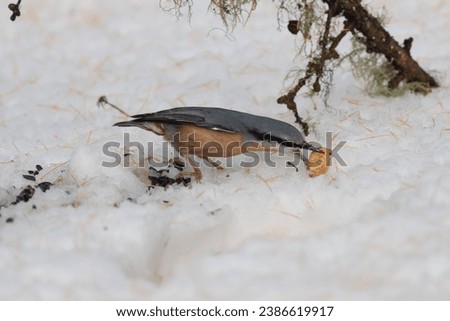 Bird in the wilderness with unfocused background