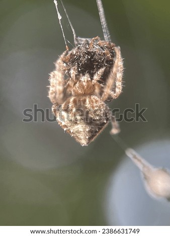 Macro view of a barn spider and commonly known as common orb-weaver spider Royalty-Free Stock Photo #2386631749