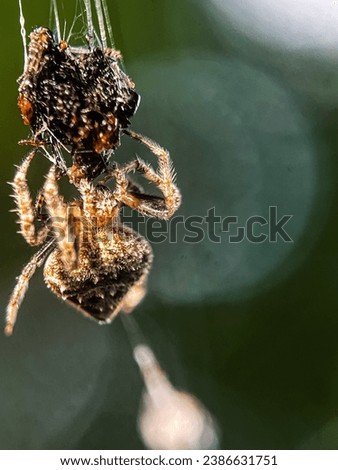 Macro view of a barn spider and commonly known as common orb-weaver spider Royalty-Free Stock Photo #2386631751