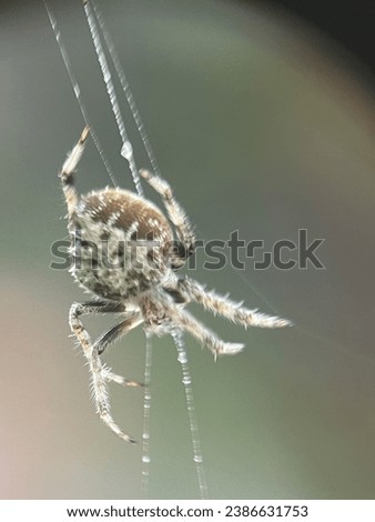 Macro view of a barn spider and commonly known as common orb-weaver spider Royalty-Free Stock Photo #2386631753