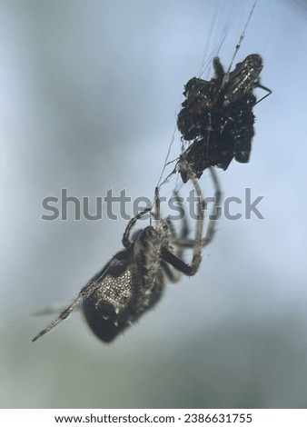 Macro view of a barn spider and commonly known as common orb-weaver spider Royalty-Free Stock Photo #2386631755