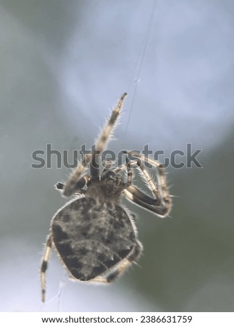 Macro view of a barn spider and commonly known as common orb-weaver spider Royalty-Free Stock Photo #2386631759