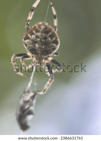Macro view of a barn spider and commonly known as common orb-weaver spider Royalty-Free Stock Photo #2386631761