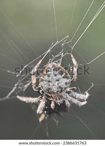 Macro view of a barn spider and commonly known as common orb-weaver spider Royalty-Free Stock Photo #2386631763