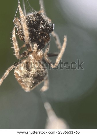 Macro view of a barn spider and commonly known as common orb-weaver spider Royalty-Free Stock Photo #2386631765