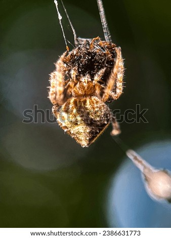 Macro view of a barn spider and commonly known as common orb-weaver spider Royalty-Free Stock Photo #2386631773