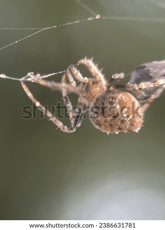 Macro view of a barn spider and commonly known as common orb-weaver spider Royalty-Free Stock Photo #2386631781