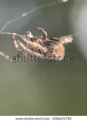 Macro view of a barn spider and commonly known as common orb-weaver spider Royalty-Free Stock Photo #2386631785
