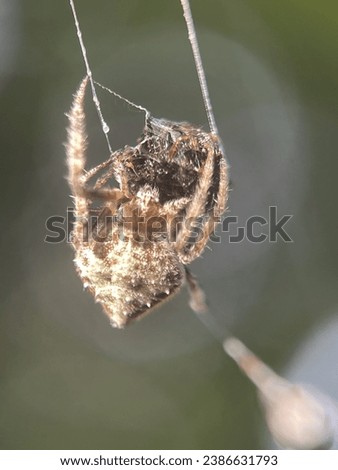 Macro view of a barn spider and commonly known as common orb-weaver spider Royalty-Free Stock Photo #2386631793