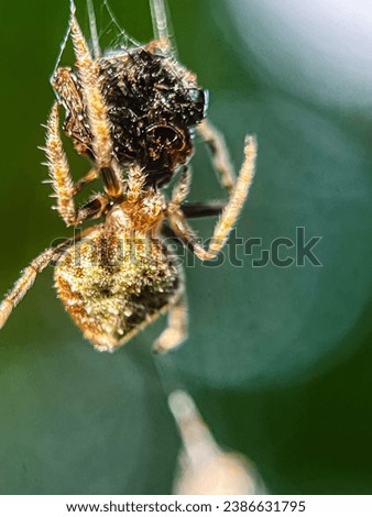 Macro view of a barn spider and commonly known as common orb-weaver spider Royalty-Free Stock Photo #2386631795
