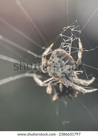 Macro view of a barn spider and commonly known as common orb-weaver spider Royalty-Free Stock Photo #2386631797