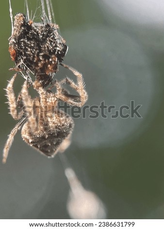 Macro view of a barn spider and commonly known as common orb-weaver spider Royalty-Free Stock Photo #2386631799