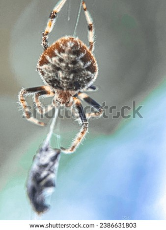 Macro view of a barn spider and commonly known as common orb-weaver spider Royalty-Free Stock Photo #2386631803