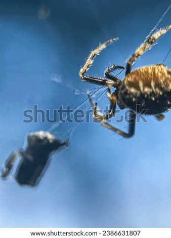 Macro view of a barn spider and commonly known as common orb-weaver spider Royalty-Free Stock Photo #2386631807