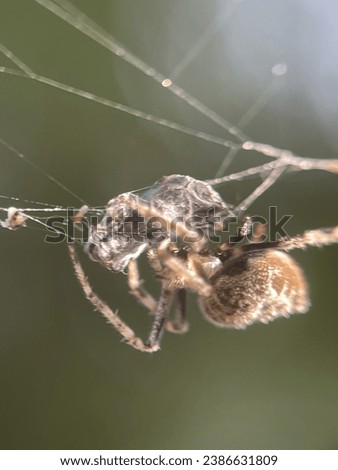 Macro view of a barn spider and commonly known as common orb-weaver spider Royalty-Free Stock Photo #2386631809