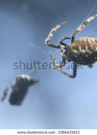 Macro view of a barn spider and commonly known as common orb-weaver spider Royalty-Free Stock Photo #2386631811