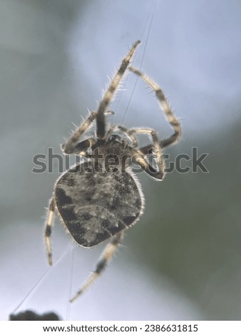 Macro view of a barn spider and commonly known as common orb-weaver spider Royalty-Free Stock Photo #2386631815