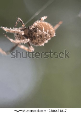 Macro view of a barn spider and commonly known as common orb-weaver spider Royalty-Free Stock Photo #2386631817