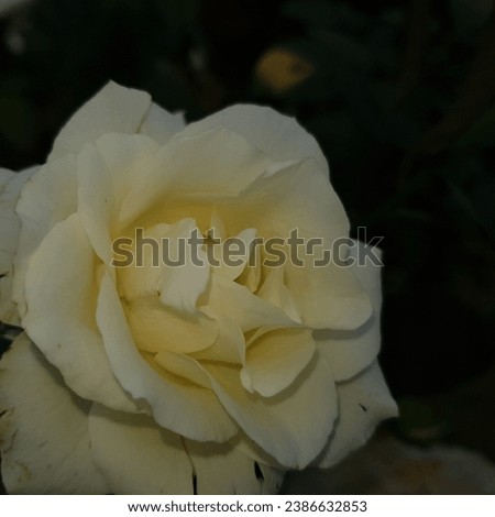 a very beautifull and Attractive Yellow rose picture 